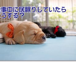食事中に寝る犬