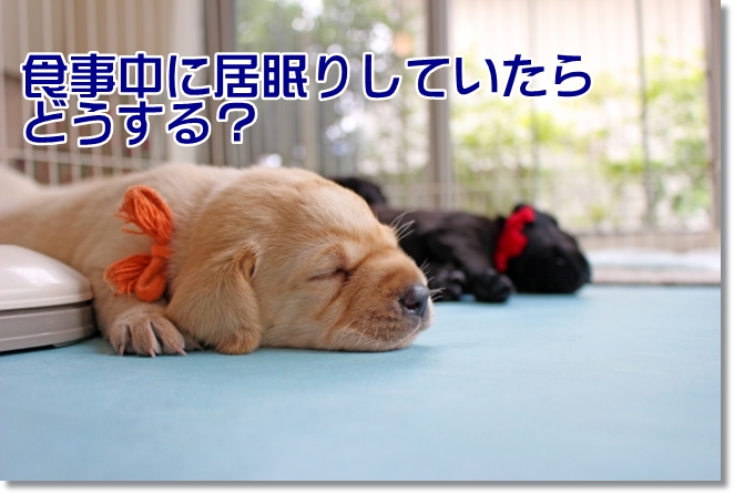 食事中に居眠りしていたら、どうする？