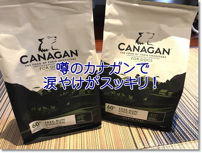 カナガンドッグフードで涙やけが改善？Befoer/Afterの画像で効果を検証