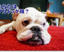 ブルドッグ
