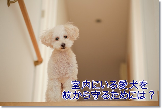 室内にいる愛犬を蚊から守るための対策は？オススメの虫よけグッズを紹介！