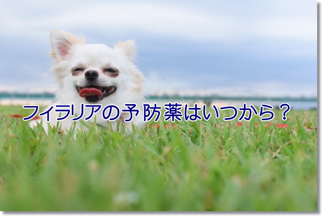 犬用のフィラリアの予防薬はいつから？フィラリアに感染したらどうなる？