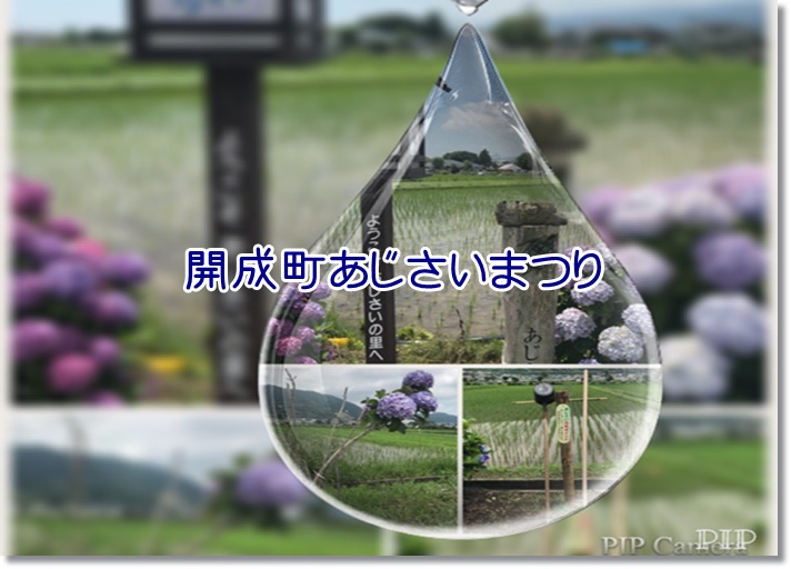 開成あじさいまつりにて散策！お気に入りのスポットは？