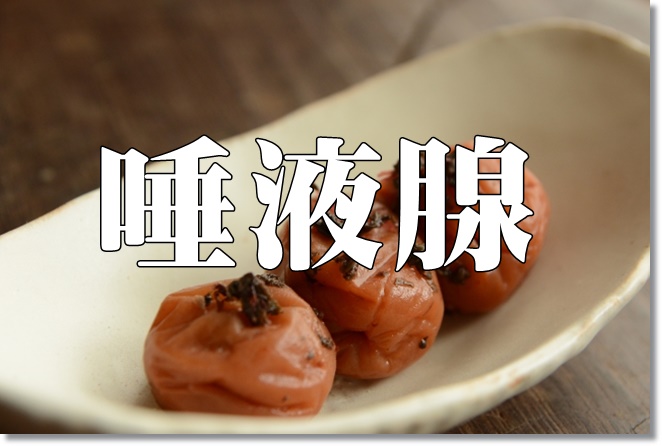 唾液を多く分泌させる腺はどれ？唾液腺マッサージでドライマウス予防を！